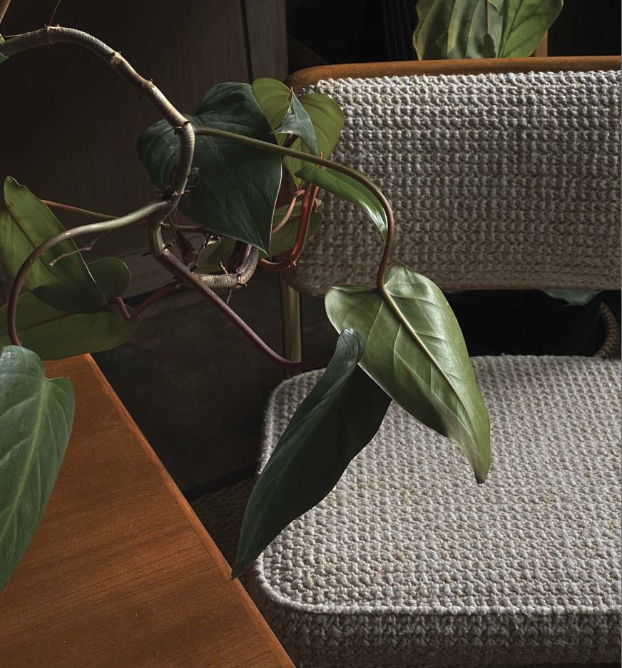 Green indoor plant leaves hanging over a textured cream-colored woven chair